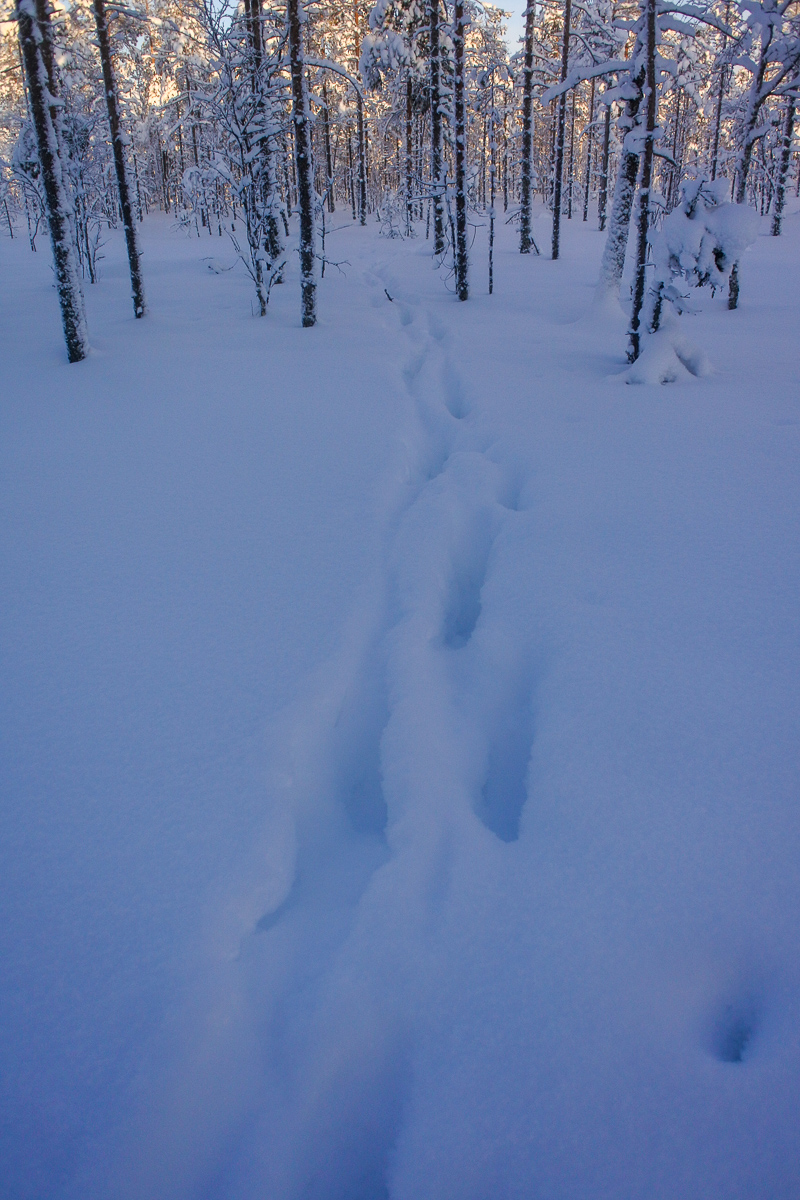 Hirviästi upottaa